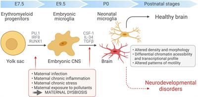 Microbiota and Microglia Interactions in ASD